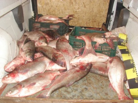 Prinşi cu peste 100 kg de peşte fără documente